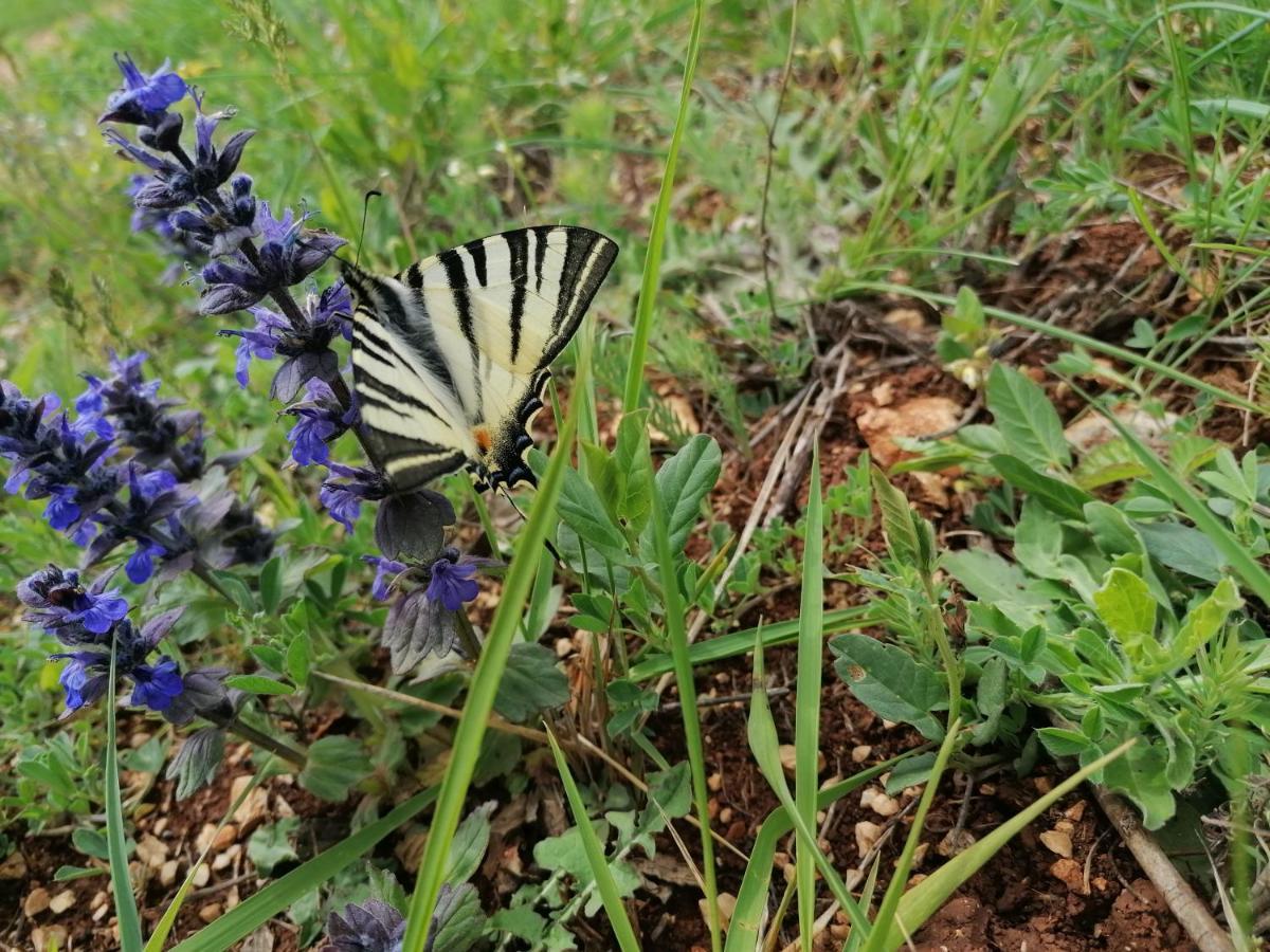 Ferienresidenz Lavandula Nova Vas  Bagian luar foto